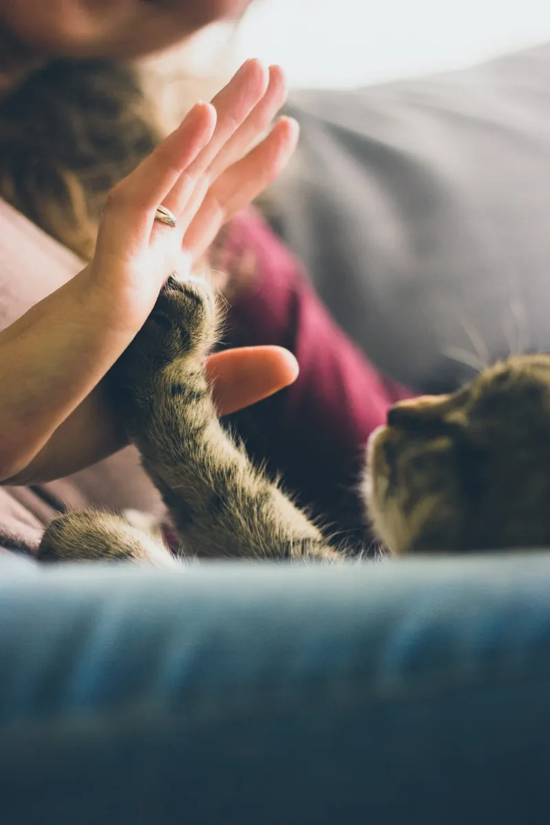 Chaton tigré donnant la patte lors d'un examen ostéopathique